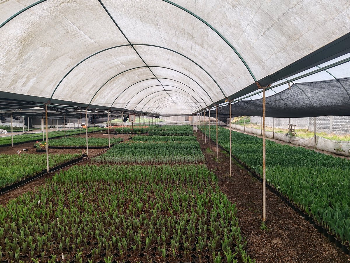 Una de mis 3 pasiones #Plantas