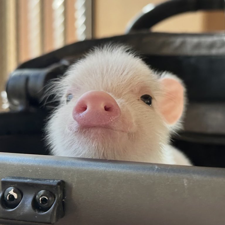 今天也很喜欢全世界最可爱最甜美最有魅力的婴儿宝宝猪哦🥳🥰