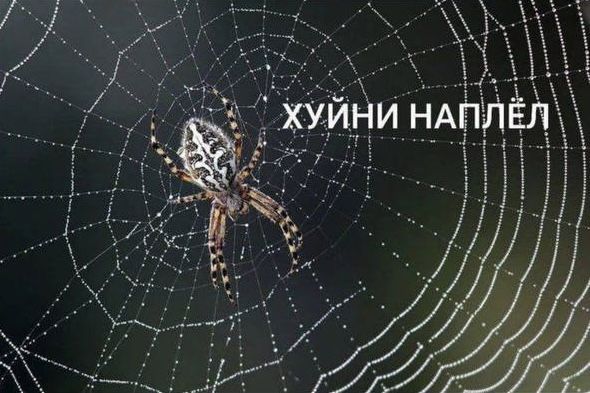 GnidychArt tweet media