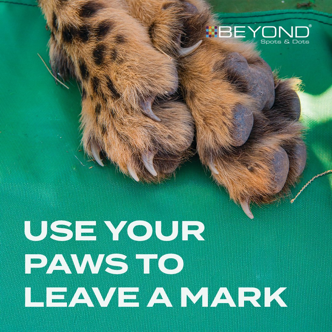 Every brand leaves a digital footprint, or in our case, a digital pawprint. 🐾

Each post, profile, news story, and interaction leaves a mark. Digital brand management keeps your pawprint clear, consistent, and unmistakably you.

Discover how we can help manage your brand here:
