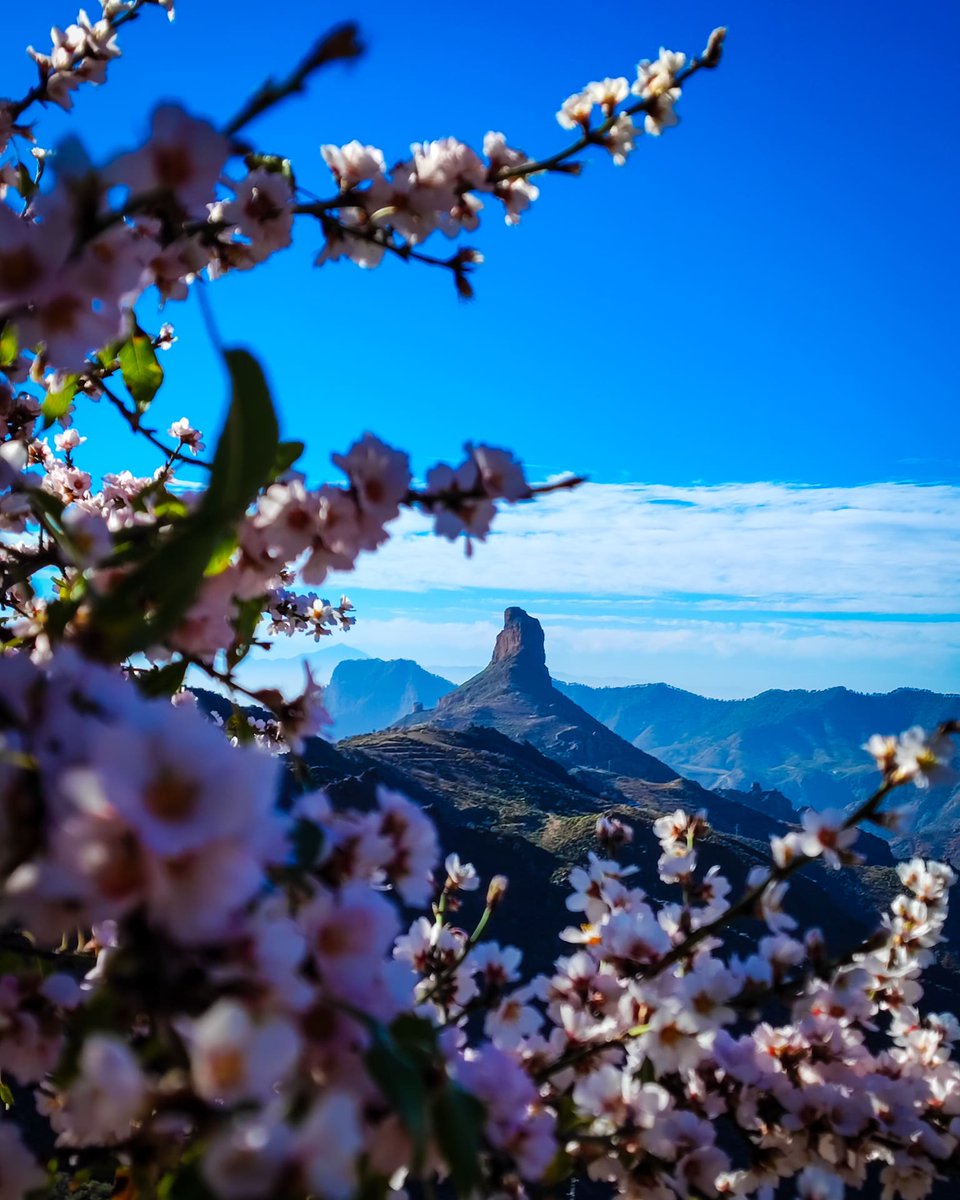 Almendro en flor con unas vistas maravillosas.