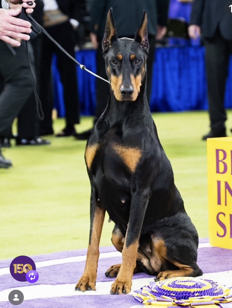JamieLittleTV's tweet photo. There she is….
Penny is Best in Show!

Was she your pick? https://t.co/dTNu4igZem