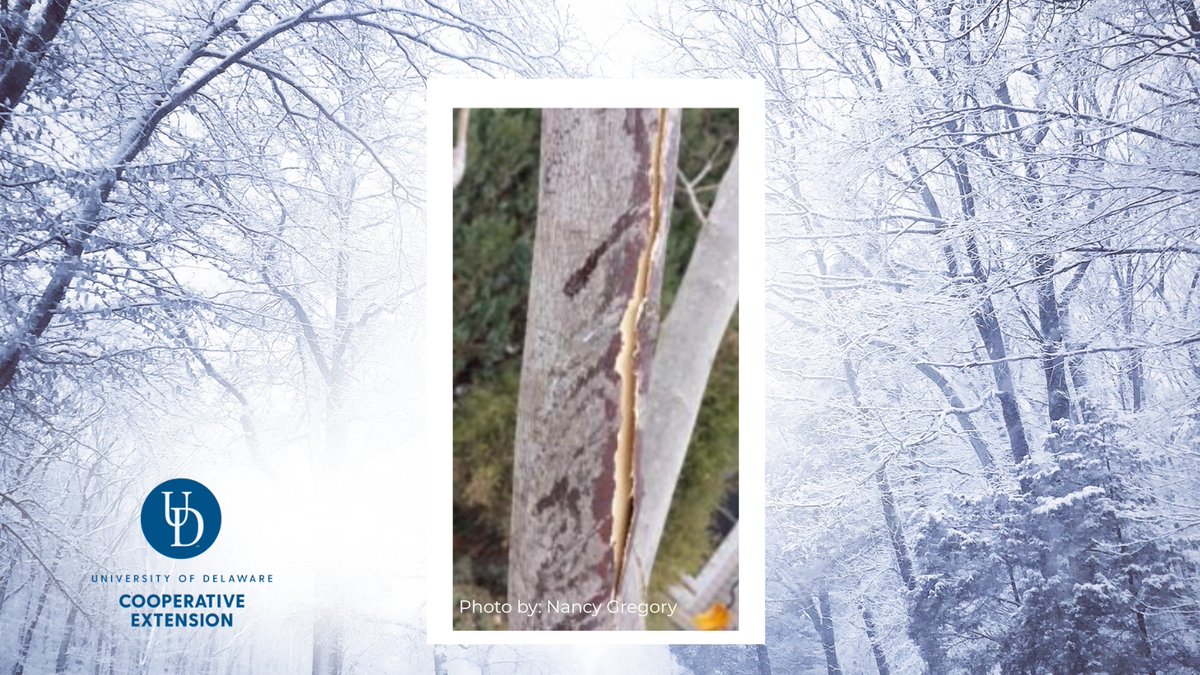 UDExtension's tweet photo. Is your Maple tree showing its "scars"? 🍁

If you’ve noticed vertical cracks on the south side of your trees lately, you’re likely looking at Frost Cracking.

The Science: During winter, the sun warms the bark during the day, but temperatures plummet at night. This rapid freezing and thawing causes the bark to split—especially on thin-barked trees like Maples and Cherries.

The "Do's and Don'ts" for Recovery:

🚫 Don't paint or cover the wound. The tree needs to breathe!
✅ Do let it heal naturally. Watch for a "callus" (thickened bark) forming around the split.
👀 Keep watch: Keep an eye out for any hitchhiking insects or signs of disease in the opening.
💧 Summer Care: If things get dry this summer, give your tree a deep soak once a week.

Pro Tip: Avoid fertilizing in late fall! New growth is tender and much more likely to split when the frost hits.

Information and photo by Nancy Gregory