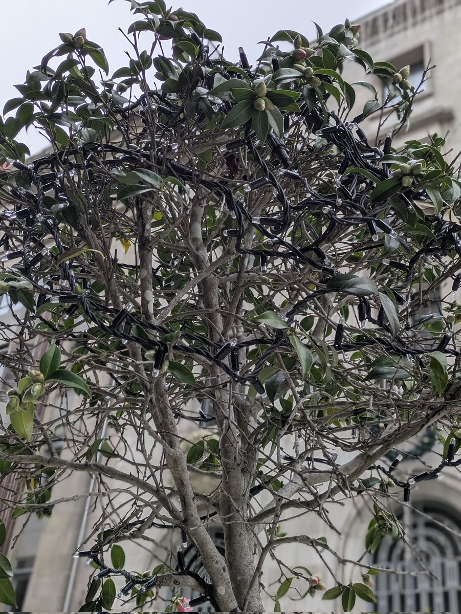 Amigas_arbores's tweet photo. 4 febreiro: o cableado de nadal segue a torturar, xa para case os 3 meses, ás árbores de #Vigo. A Ordenanza Municipal de Zonas verde, prohibe expresamente esta barbaridade que o Concello perpetra impunemente. #AmigasDasÁrbores #arboricidio
#stoparboricidio https://t.co/nyRuv4ZvRm https://t.co/JHQ0U2TeXD