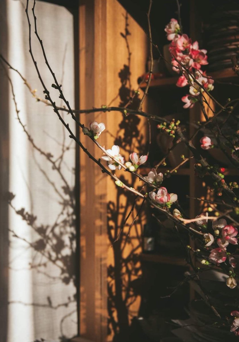 روعة القلوب الجميلة انها مهما تألمت  ، ومهما جُرحت  لا تستطيع أبدا ان تكون قاسية مثل من قسوا عليها ...صحيح انها لا تغفر ، لكنها تمضي في حال سبيلها دون ان ترد الإساءة بالإساءة
💛✨