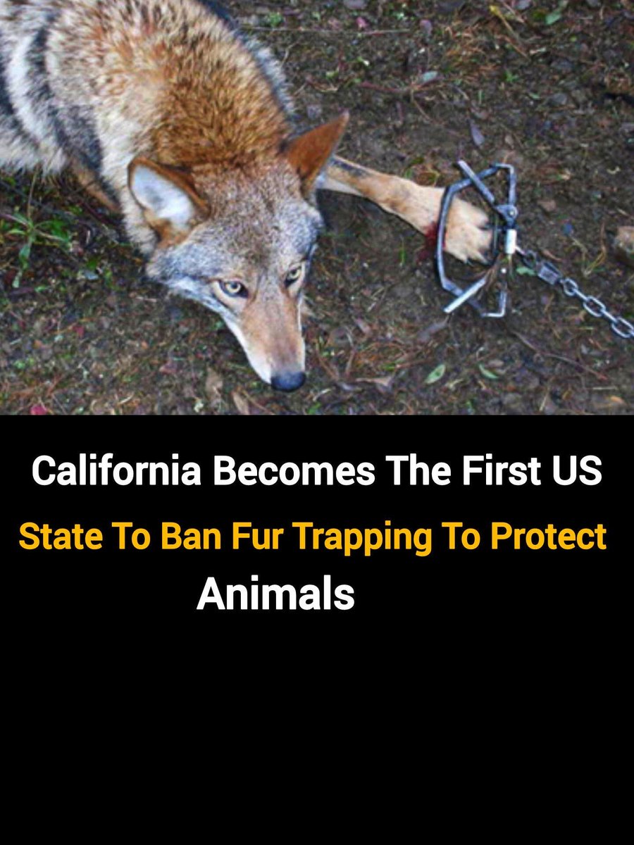 domdyer70's tweet image. Well done California