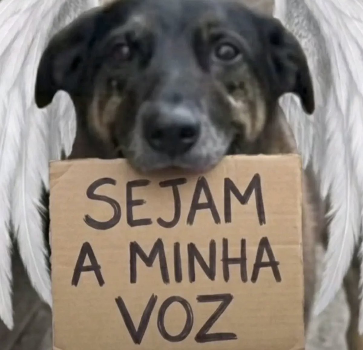 Margô Alice Neff de Ávila tweet media