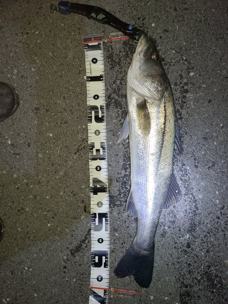 1091kI's tweet photo. SPMで散歩したら釣れました🤣
 #ZIPBaits  #旧SPM90 https://t.co/1zroxr3nJe