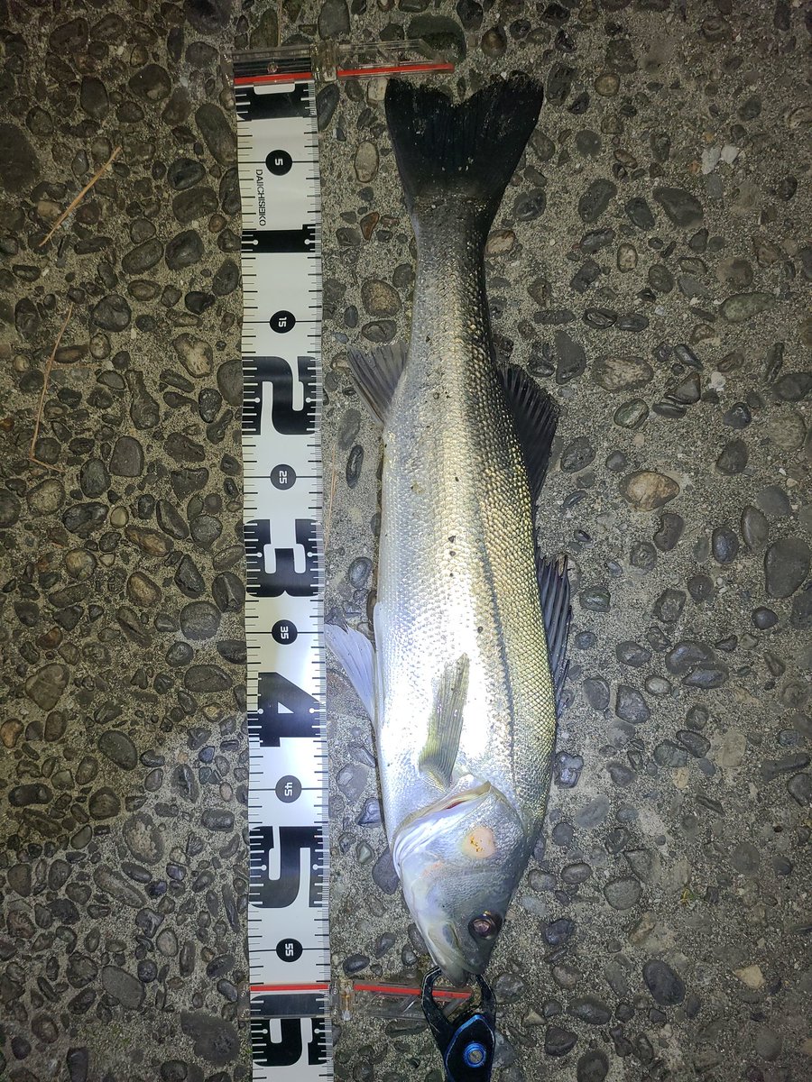 1091kI's tweet photo. SPMで散歩したら釣れました🤣
 #ZIPBaits  #旧SPM90 https://t.co/1zroxr3nJe