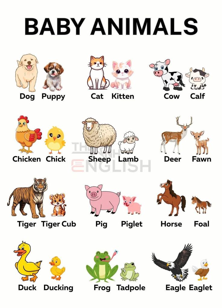 MasterEngEasy's tweet image. Baby Animals – So Cute You’ll Melt!