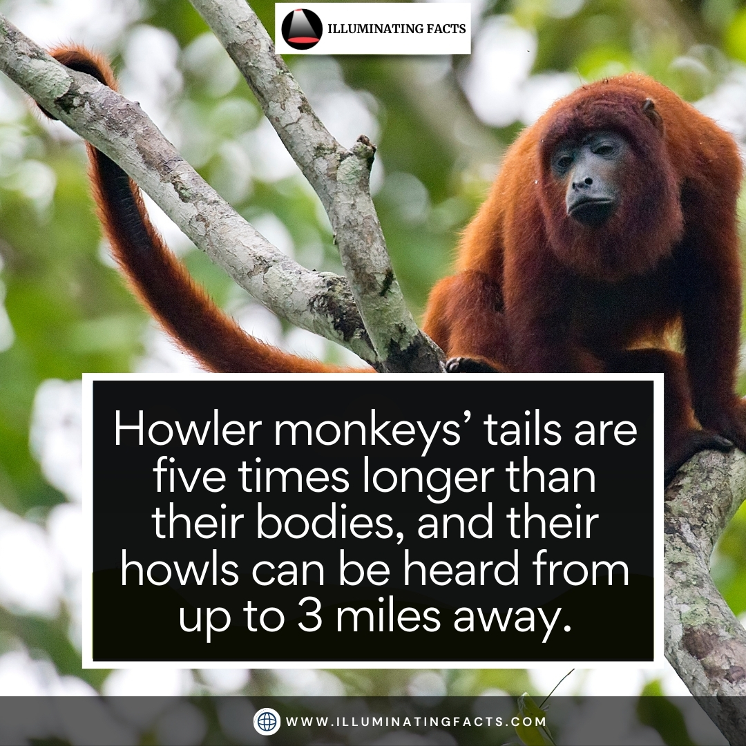 itsmrpopculture's tweet image. Did you know? Howler monkeys' tails can be 5x longer than their bodies, and their howls travel 3 miles! 🐒🌳 #WildlifeFacts #NatureLovers #FunFactFriday
