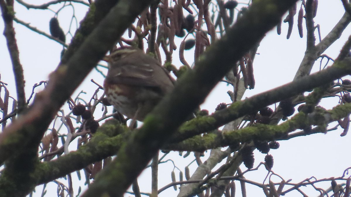 MvStuijvenberg1's tweet photo. #KoperWiek #2026VogelJaar vanmorgen. #43
Hele zwerm tijdens #StadsSafari  
Ondanks matige foto toch maar plaatsen, voor het zelfde geld mijn laatste waarneming van deze vogel dit jaar 🤔😂🐦
Zat vlakbij de Sijs van zojuist.
Ik hoorde een Groene Specht, daarom zag ik ze 😂 https://t.co/446ABHX7Ku