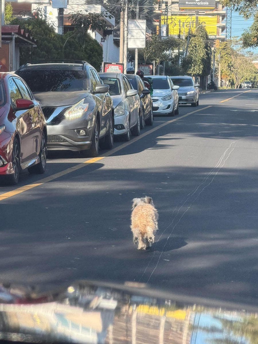 Vimos hace un momento este perrito perdido y bien desorientado por la Calle La Mascota. Quisimos agararlos entre varios pero no pudimos.

Ojalá sus dueños vean esto y pueden ubicarlo.