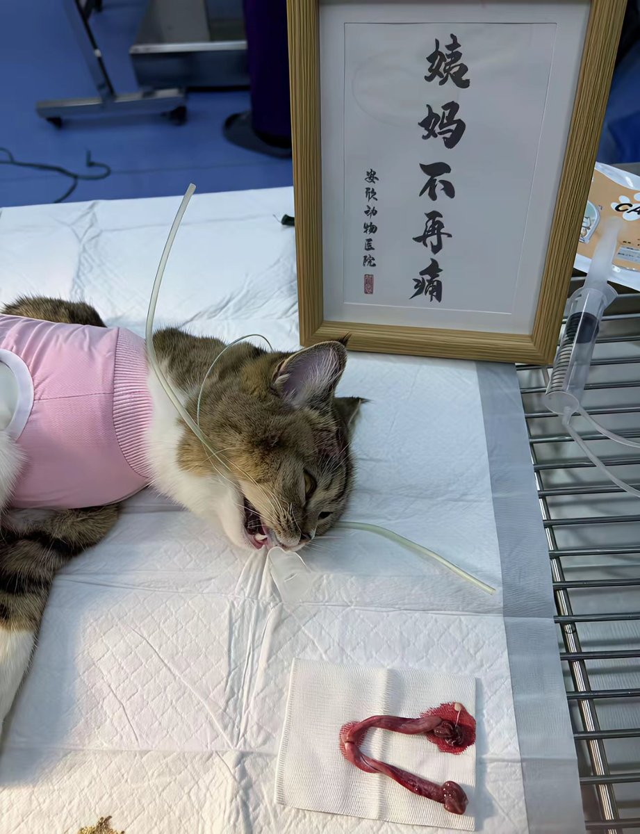 瑞神.eth tweet media