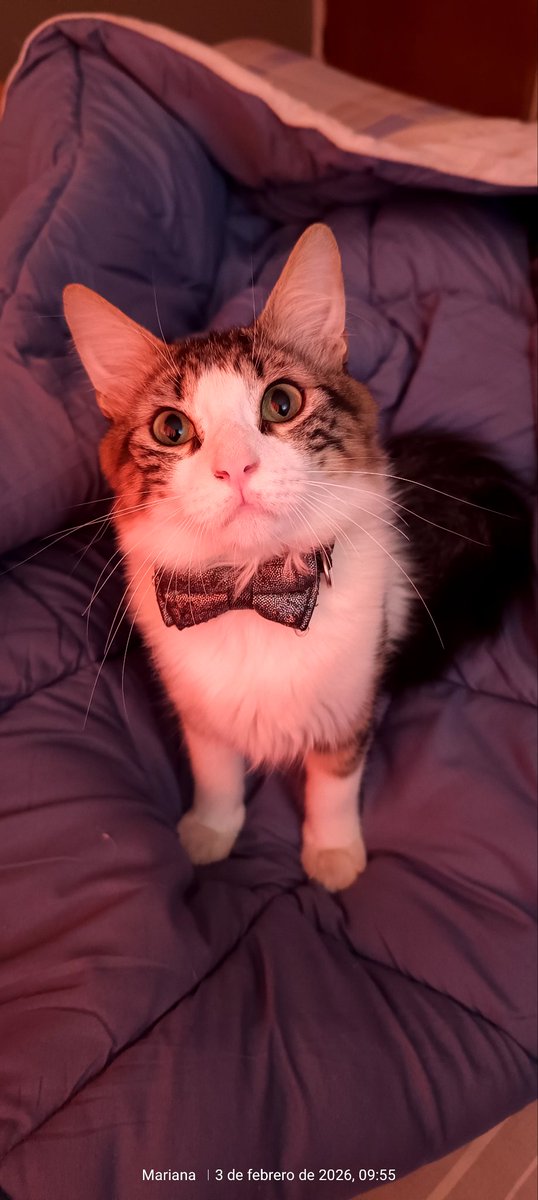 Coffey es un 😺 rescatado del abandono 😞. Nadie lo adoptó. Hoy soy Su Mamá humana ya tiene 7 meses y es FELIZ. <a href="/3mSsantos/">(Monica) Maria🇺🇸 🇨🇴🇻🇪</a> <a href="/gabykevork/">gabriela kevork</a> <a href="/Ely59/">Eli</a> <a href="/AnaMarquezRuiz/">Ana Marquez</a> <a href="/NCTG0991/">🇻🇪💜Pichurra🤍🐶</a> <a href="/nenena64/">Marié 🇻🇪🇪🇦</a> <a href="/f20285168/">Flor Martinez D.</a> <a href="/Din_Djarin18/">Nate May</a> <a href="/Julietaevaleraf/">Verde natural</a> <a href="/NataliaSR75/">Natalia</a> <a href="/ntrejo70/">Natalia Trejo</a> <a href="/belkisf01/">Belkis Figueroa</a> <a href="/GochaSuper/">MariJó Bendito</a> <a href="/mejordechoco/">Bea🇪🇸🇮🇹</a>