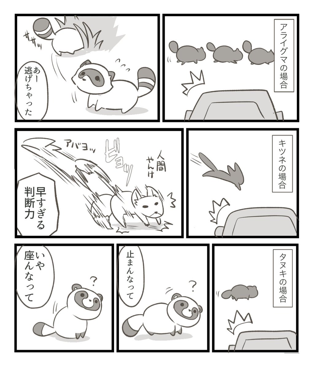 私が出会ったタヌキはこんな感じでした🦝
色々出会ったけどタヌキがいちばんタヌキだった。