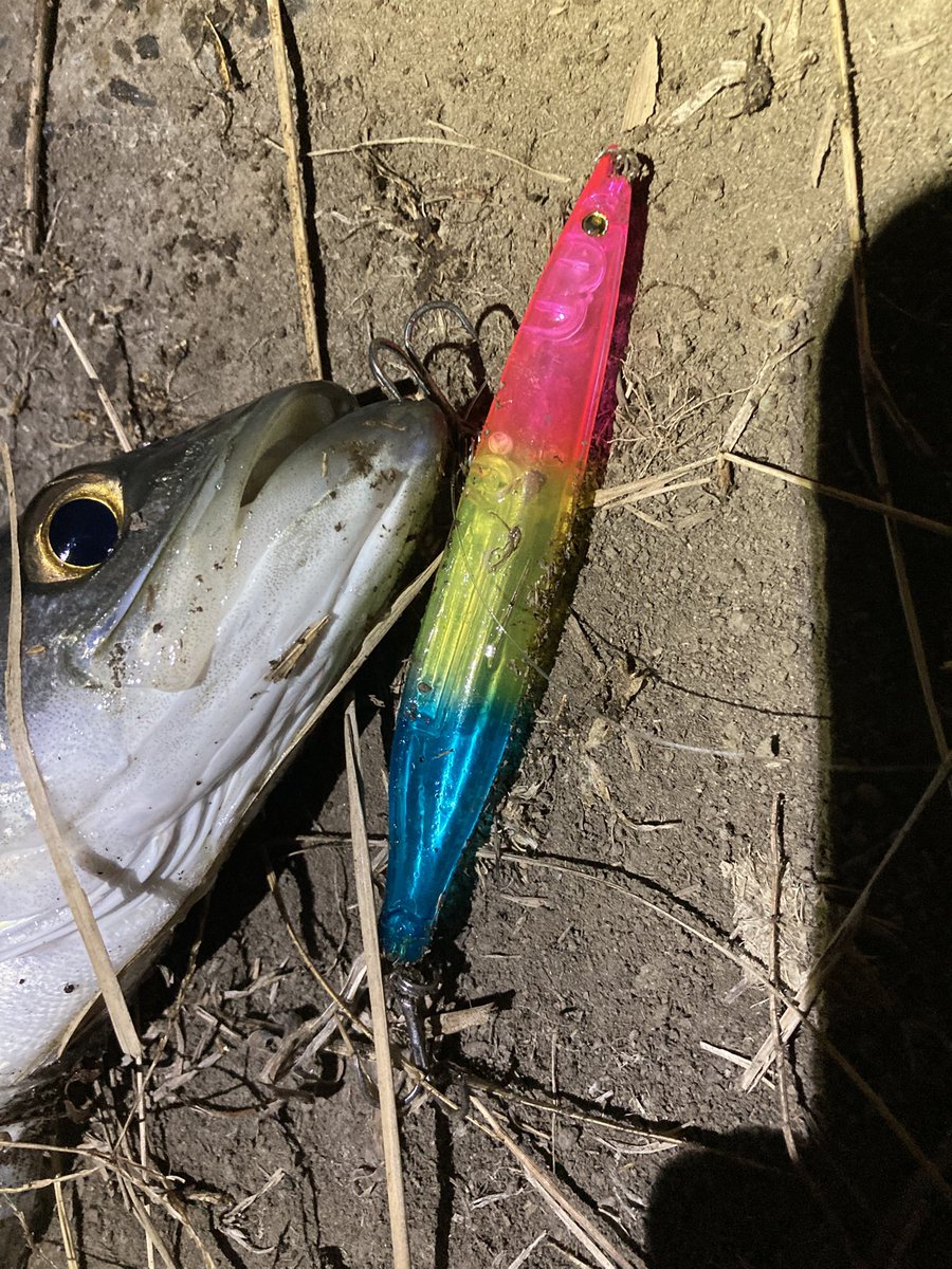 takkun_seabass's tweet photo. ここ数日はバチ着きの魚を楽しむ日々です
ノーテン0,2、Q PENのローテーションでその日のベストを探してます
正直このローテで完成しちゃうんだからさすがマルジン
#マルジン
#marujin
#EXSENCE https://t.co/2TkqLYZINR