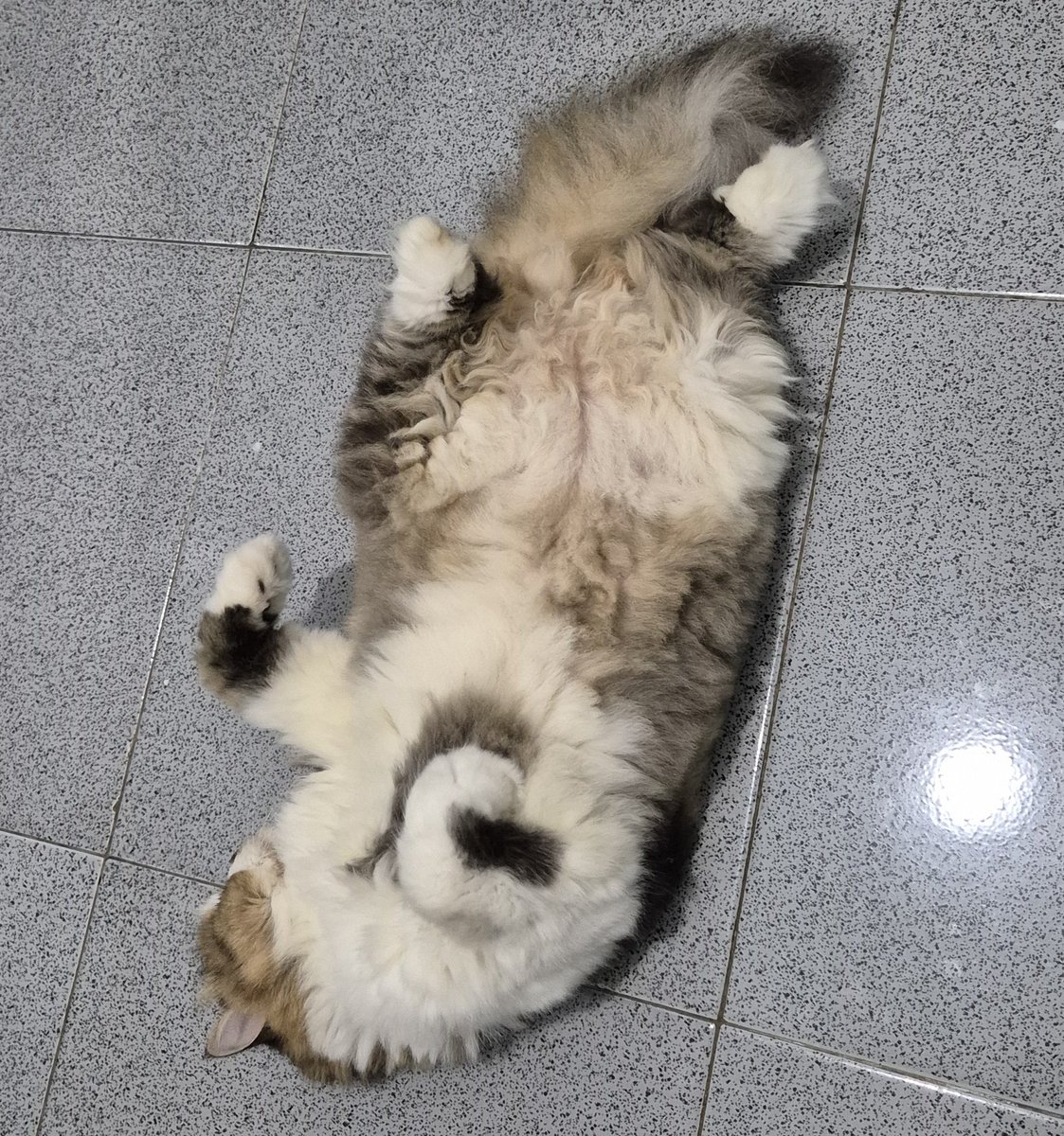 nekozilla's tweet photo. https://t.co/fXPpKQWyJk