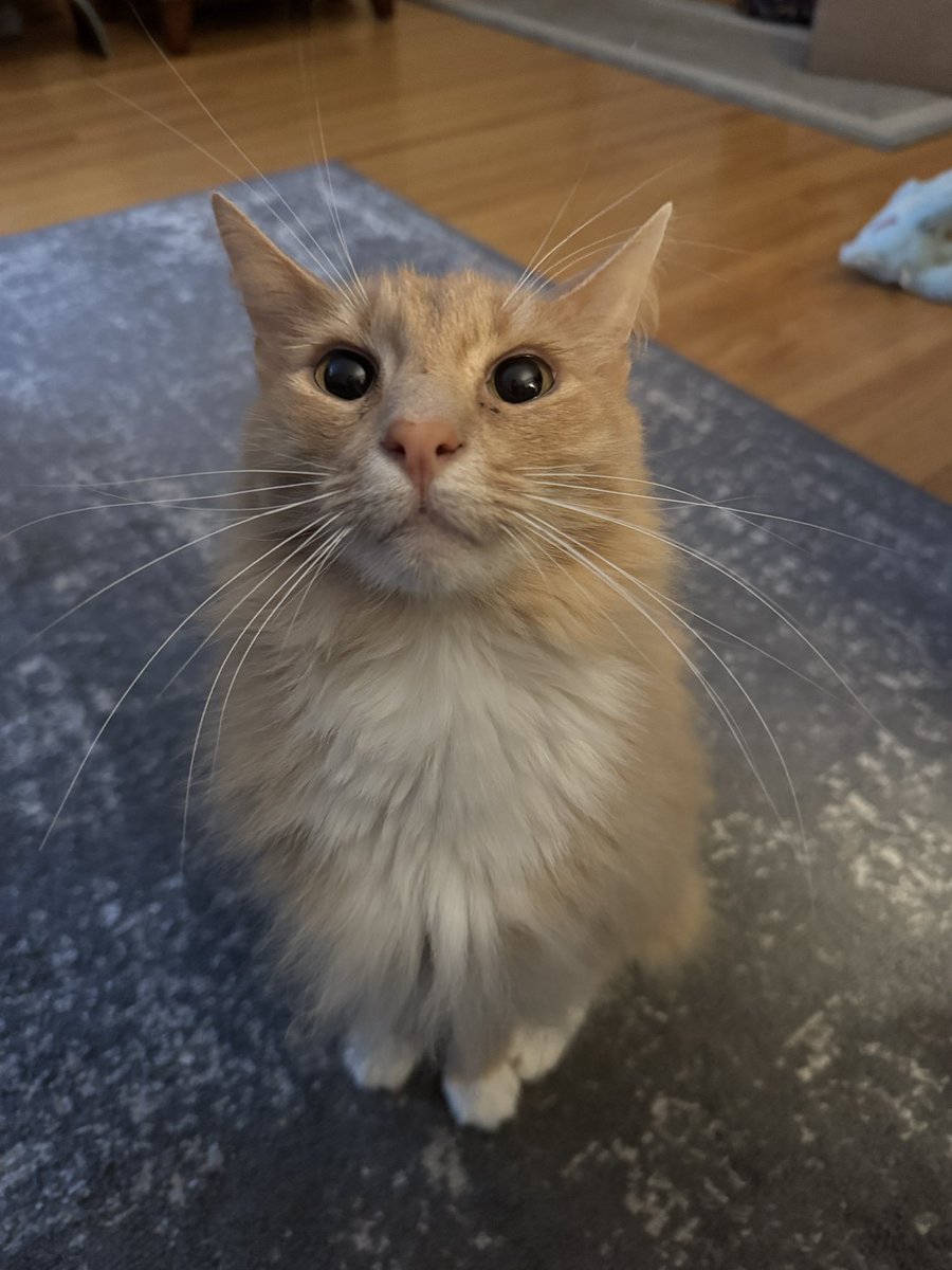 Freddie & Smokey tweet media