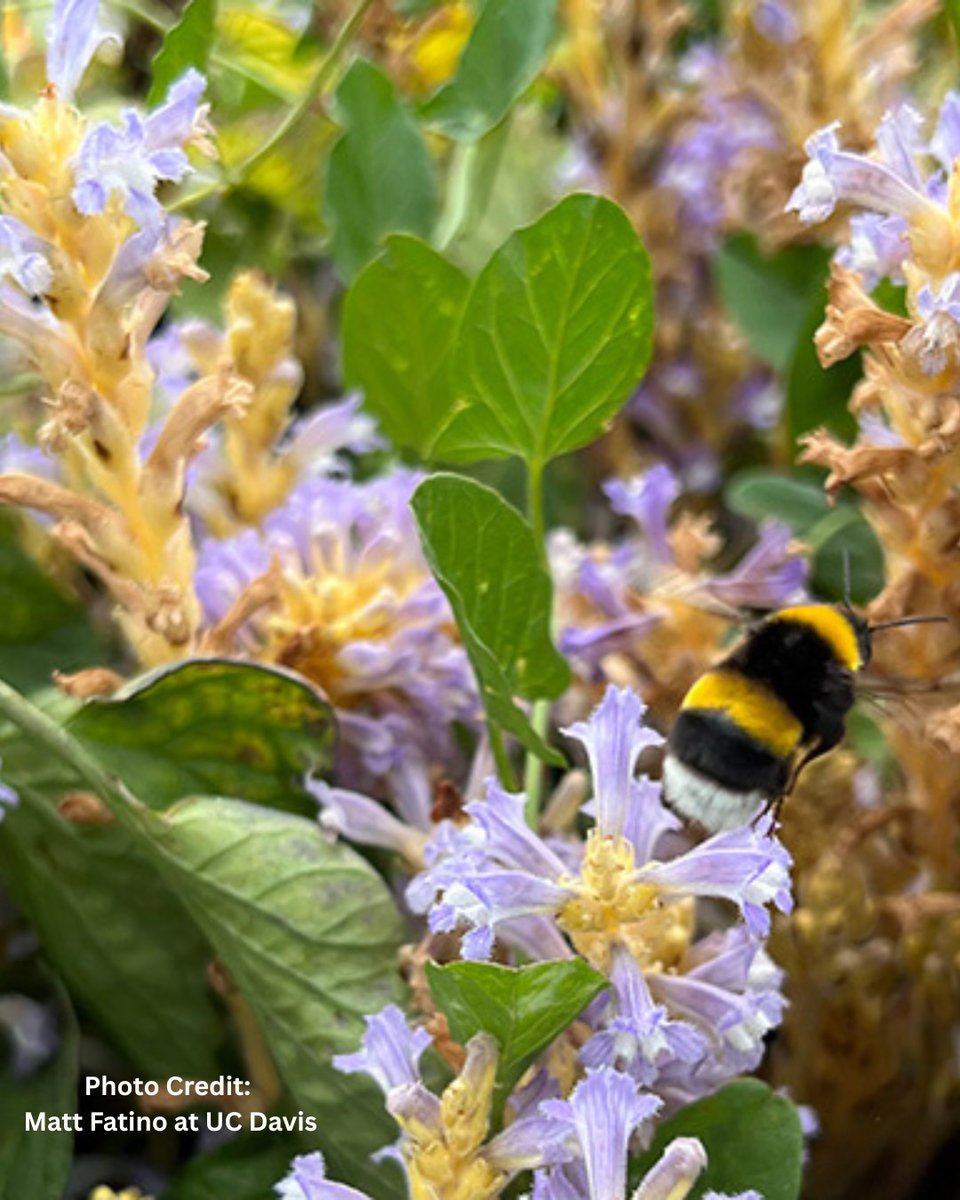 WarAgainstWeedsPodcast tweet media