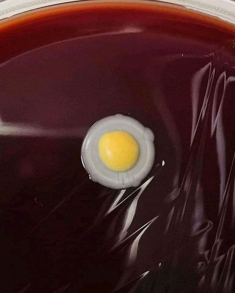 محمد بيرقدار | أبو رتيل tweet media