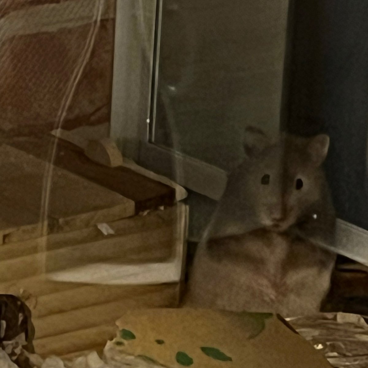 散歩中おしっこしに家に戻ったら扉閉まっててこの顔🐹また、明日ね