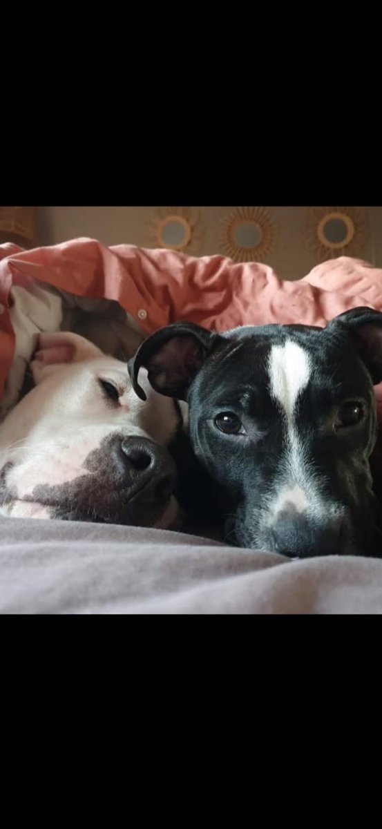 rescuedoggypaws's tweet image. Do we have anyone that would consider 2 dogs -bonded staffies 
Two staffies .. boy/ girl .. lived with older children over 10 yrs in #Nottinghamshire 
For more information, please visit doggydensukrescue.co.uk
#mansfield #Ollerton #Retford #Sheffield #Worksop #Chesterfield #Derby