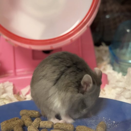 すごく、丸ですね◯