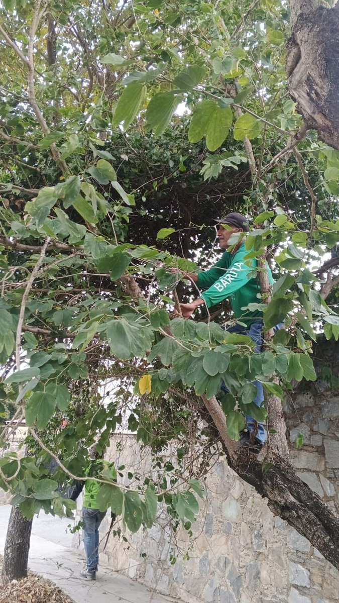 AlcaldiaBaruta's tweet photo. 🍃Destiñe de Urape:
📍Urb. #Sorokaima
🍃Desmalezado:
📍Sector. #Monterrey
📍Urb. #ColinasDeValleArriba
📍Urb. #LosCampitos https://t.co/clZtVZ27yn