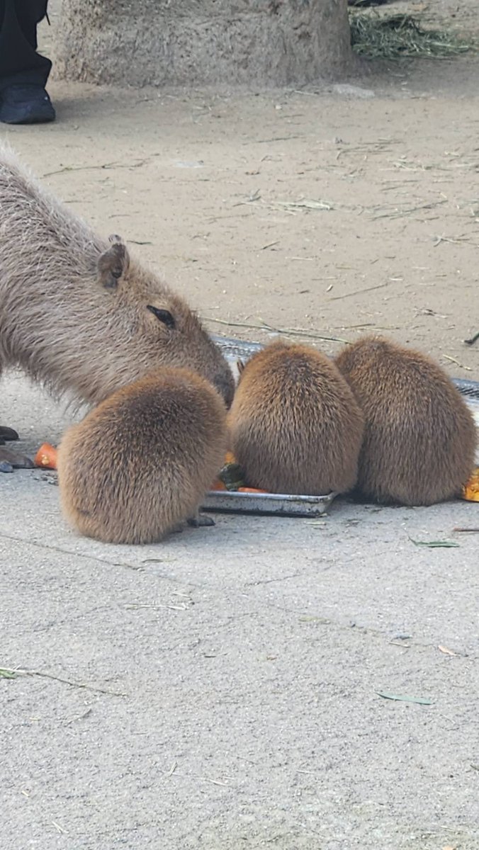 カピバラかぴばら (@capybara5179) / Posts / X