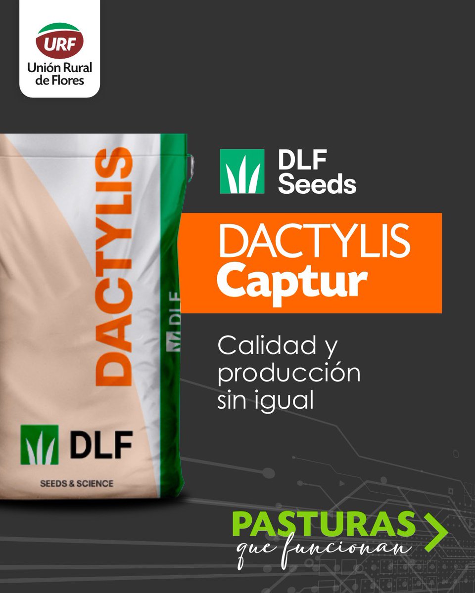 urf_cooperativa's tweet image. 🌱 Pasturas que funcionan

Dactylis Captur ofrece calidad y producción sin igual, con excelente sanidad, persistencia y muy buen comportamiento frente al estrés hídrico.
Una opción premium para sistemas de alta exigencia y pasturas perennes de larga duración.

Con el respaldo de…