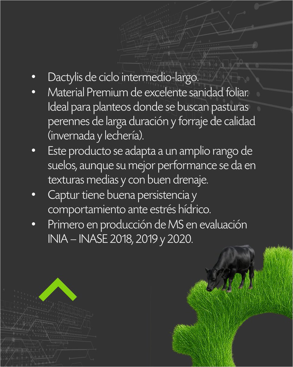 urf_cooperativa's tweet image. 🌱 Pasturas que funcionan

Dactylis Captur ofrece calidad y producción sin igual, con excelente sanidad, persistencia y muy buen comportamiento frente al estrés hídrico.
Una opción premium para sistemas de alta exigencia y pasturas perennes de larga duración.

Con el respaldo de…