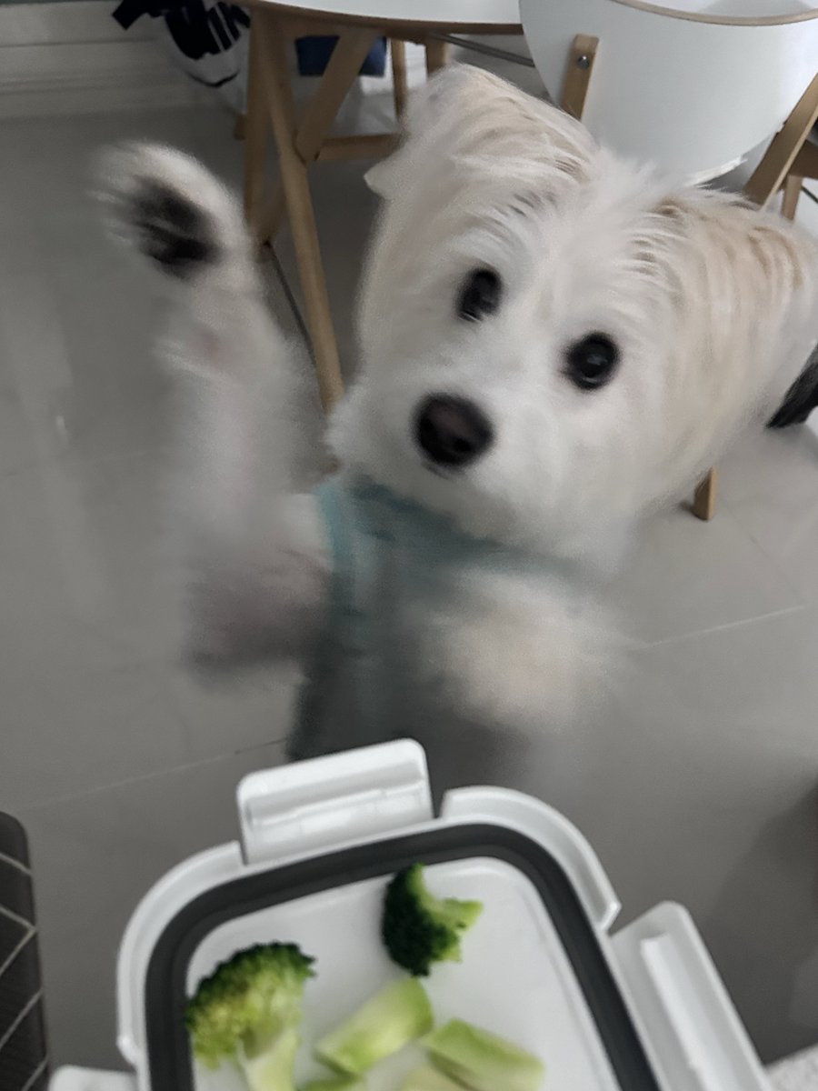 아니 브로콜리를 너무 좋아함 
빨리달라고 난리남