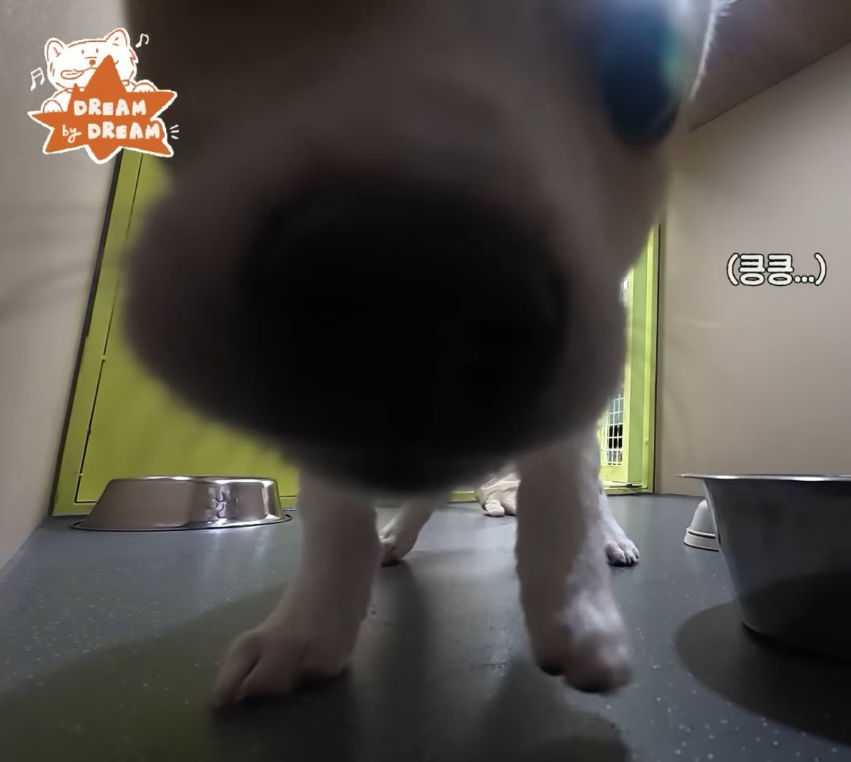 babypuppyjeno's tweet image. 강아지기여워