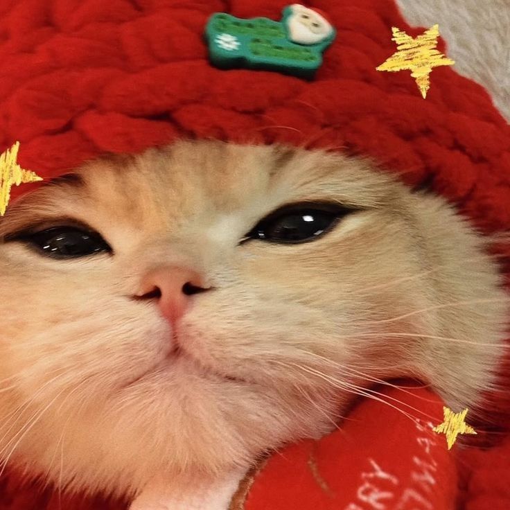 bubbiestore659's tweet image. 🧢🥕 CapCut  𓈒  Pro 👚💬
꒰ แอคส่วนตัว 🧽 ไม่มีลายน้ำ ꒱

🍰 7 วัน ♡ รีทวิตเหลือ 20.- 🤸🏻‍♀️ 
🫶🏻 30 วัน 𓈒  รีทวิตเหลือ 59.-
โปรเดือนเกิดถึงวันที่ 28 ก.พ. ค้าบบ

✿ สั่งซื้อ @823ivyki (มี @) 🍮👀

#capcutpro #หารcapcutpro #หารแคปคัทโปร #หารcapcut