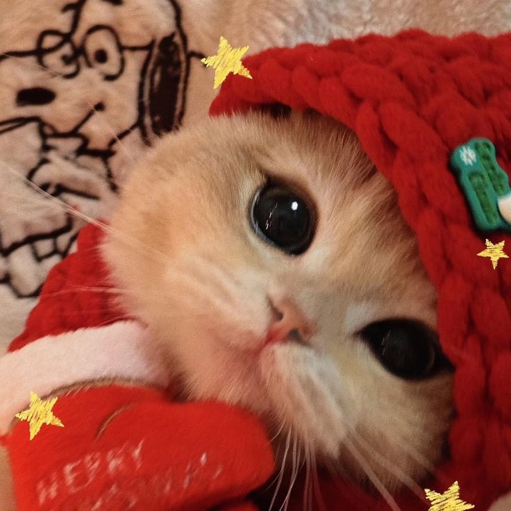 bubbiestore659's tweet image. 🧢🥕 CapCut  𓈒  Pro 👚💬
꒰ แอคส่วนตัว 🧽 ไม่มีลายน้ำ ꒱

🍰 7 วัน ♡ รีทวิตเหลือ 20.- 🤸🏻‍♀️ 
🫶🏻 30 วัน 𓈒  รีทวิตเหลือ 59.-
โปรเดือนเกิดถึงวันที่ 28 ก.พ. ค้าบบ

✿ สั่งซื้อ @823ivyki (มี @) 🍮👀

#capcutpro #หารcapcutpro #หารแคปคัทโปร #หารcapcut