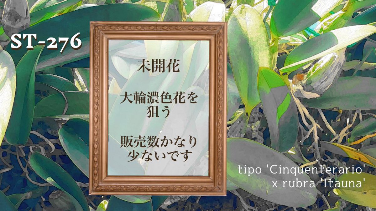 切売りワルケリアナの詳細② ・ST-207a(ルブラフラメッセンス) ・ST