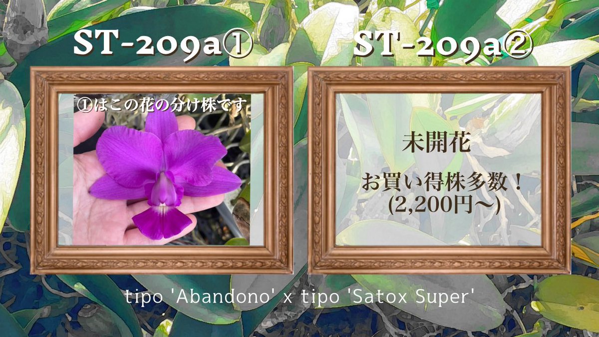 花 切売りワルケリアナの詳細② ・ST-207a(ルブラフラメッセンス) ・ST