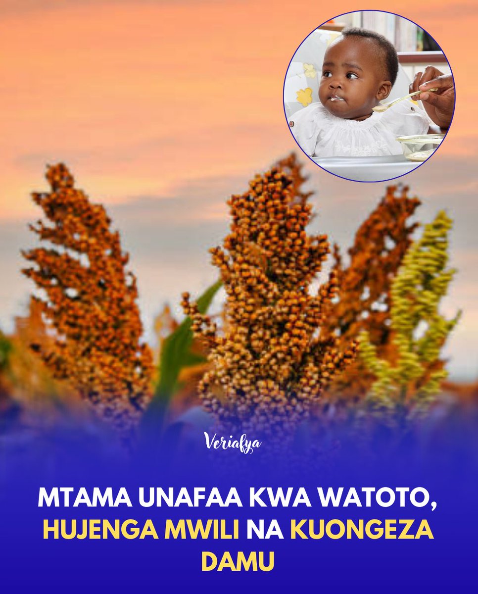 Veriafya's tweet photo. Mtama ni chakula chenye virutubisho muhimu kwa watoto. Una Nishati inayowasaidia kukua na kuwa na nguvu kwa shughuli za kila siku, na pia una Protini zinazochangia ukuaji wa mwili.

Una Madini chuma na Magnesiamu yanayosaidia kutengeneza damu na kuimarisha Mifupa. Hii husaidia mtoto kuepuka upungufu wa Damu na kuwa na afya bora.

Zaidi ya hayo, Mtama una nyuzi lishe zinazosaidia mmeng’enyo wa chakula na kuzuia choo kigumu. Ni chakula rahisi, salama na chenye faida kwa watoto.