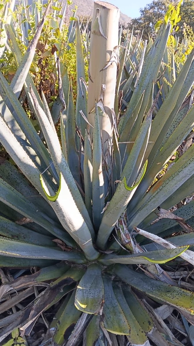 chuygam87's tweet photo. Its coming down to the end of the era 🥹 agave close to 7 years old about to get harvest https://t.co/3unl3OmxMm