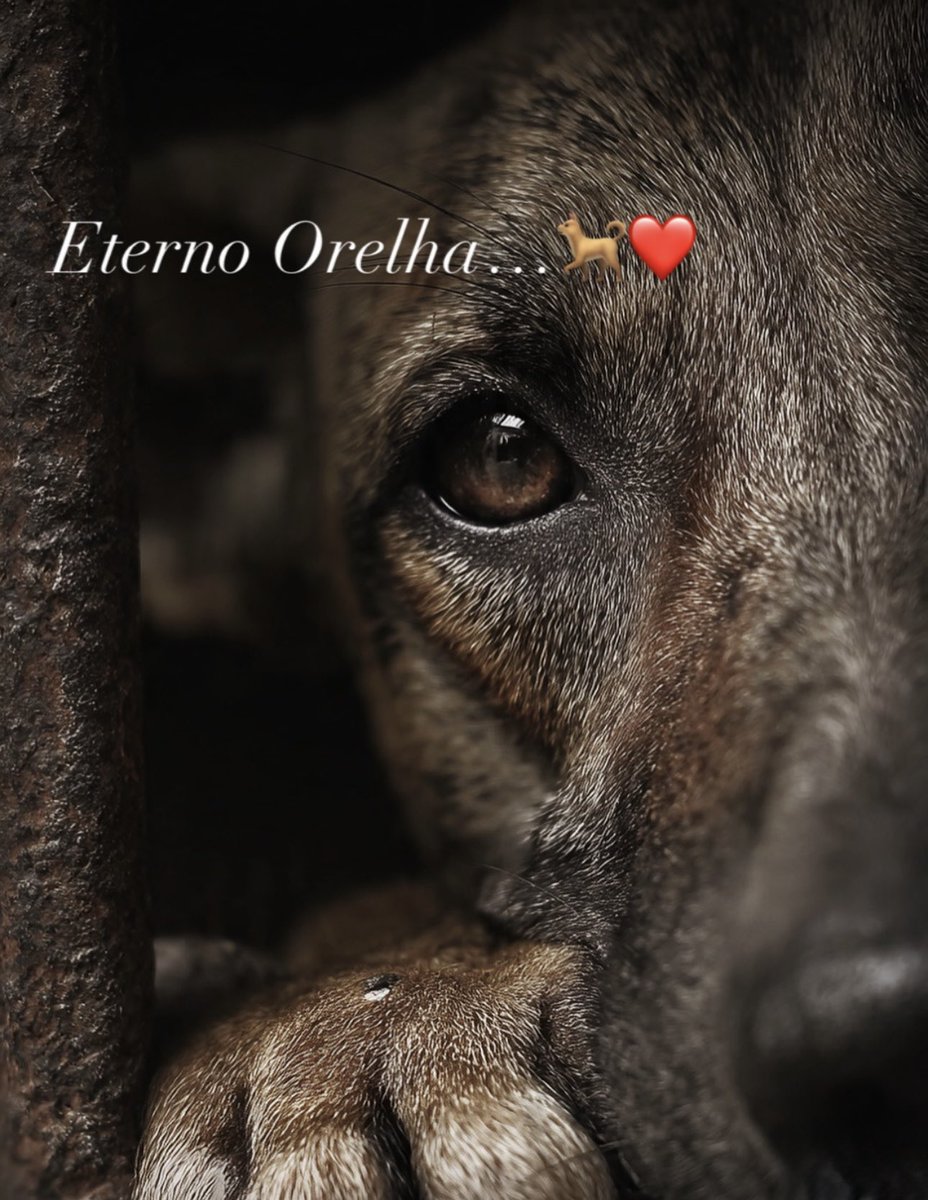 lola19803789's tweet image. CPI DO ORELHA 
CPI DO ORELHA 
CPI DO ORELHA 
CPI DO ORELHA 
CPI DO ORELHA 
CPI DO ORELHA 
FEDERALIZAÇÃO DO CASO ORELHA 
FEDERALIZAÇÃO DO CASO ORELHA
FEDERALIZAÇÃO DO CASO ORELHA 
FEDERALIZAÇÃO DO CASO ORELHA 
FEDERALIZAÇÃO DO CASO ORELHA
#CPIDOORELHA