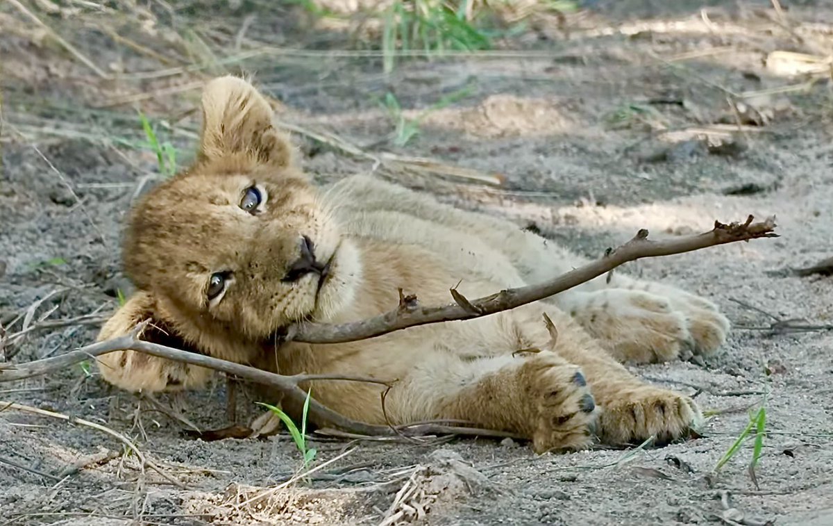 WendyW_13's tweet photo. Oh my what big feet you have #murdermittens 😉🥰 #Wildearth https://t.co/Vqe7bvAyVX