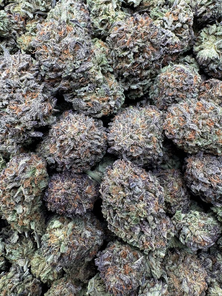 ExoticZaUS's tweet photo. Jealous Berries ๐
Sweet, tangy berry terps with a smooth, flavorful smoke. Uplifting yet balanced, delivering premium vibes and loud flavor every pull.
#JealousBerries #BerryTerps #ExoticSmoke #LoudPack #TopShelf #GasOnly #TerpRich #PremiumFlower https://t.co/9f11Ot0sIC