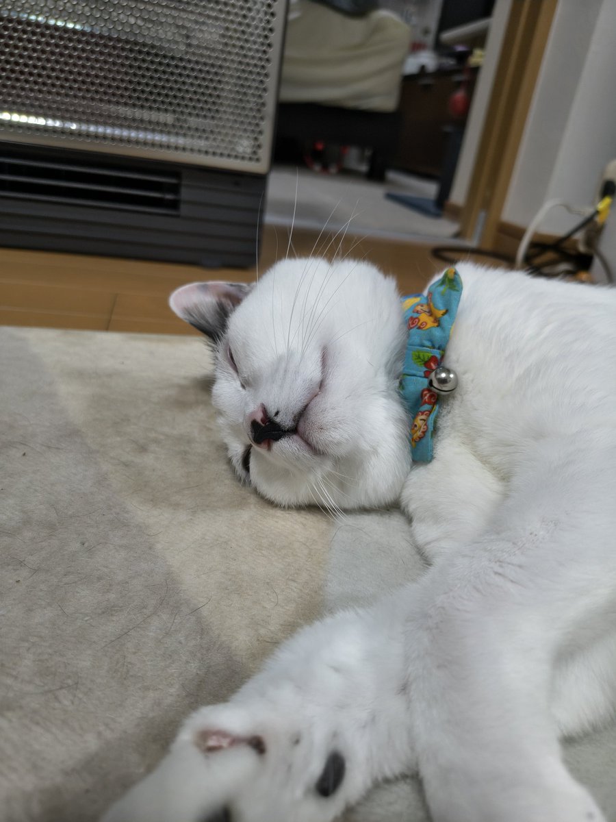 samaty_'s tweet photo. ぽんちゃん　ヒーター独り占めで幸せそう
(ฅ'ω'ฅ)♪ https://t.co/NK7nYOZGDC