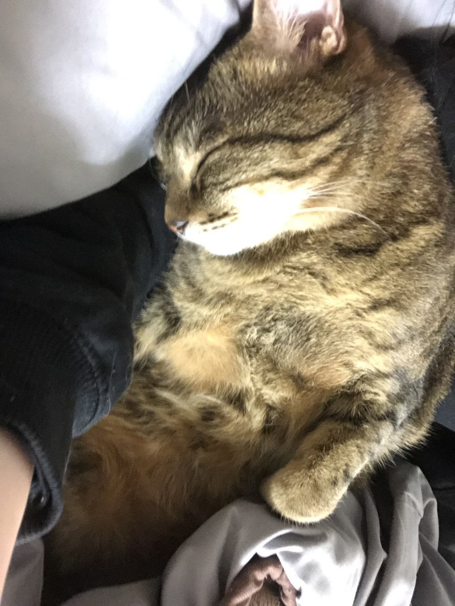 pu_rix's tweet photo. ツイートすること無くてあまりしてませんが、猫と幸せに生きてます https://t.co/3pTe6COTAN
