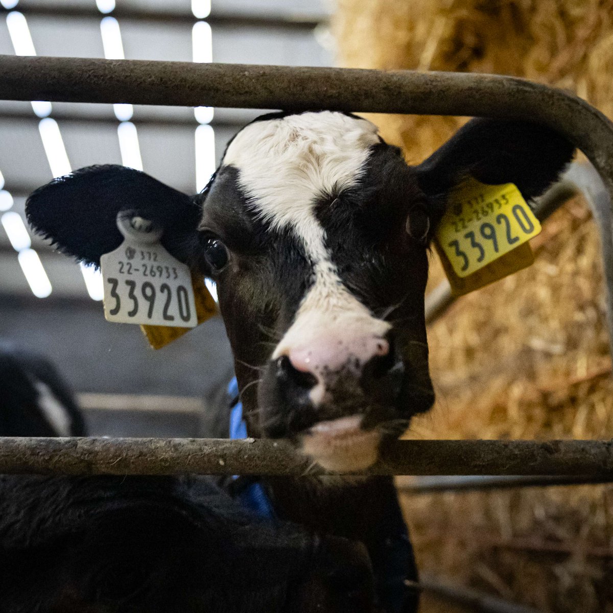 Cormac Tagging 🐄🐏 🏷 tweet media