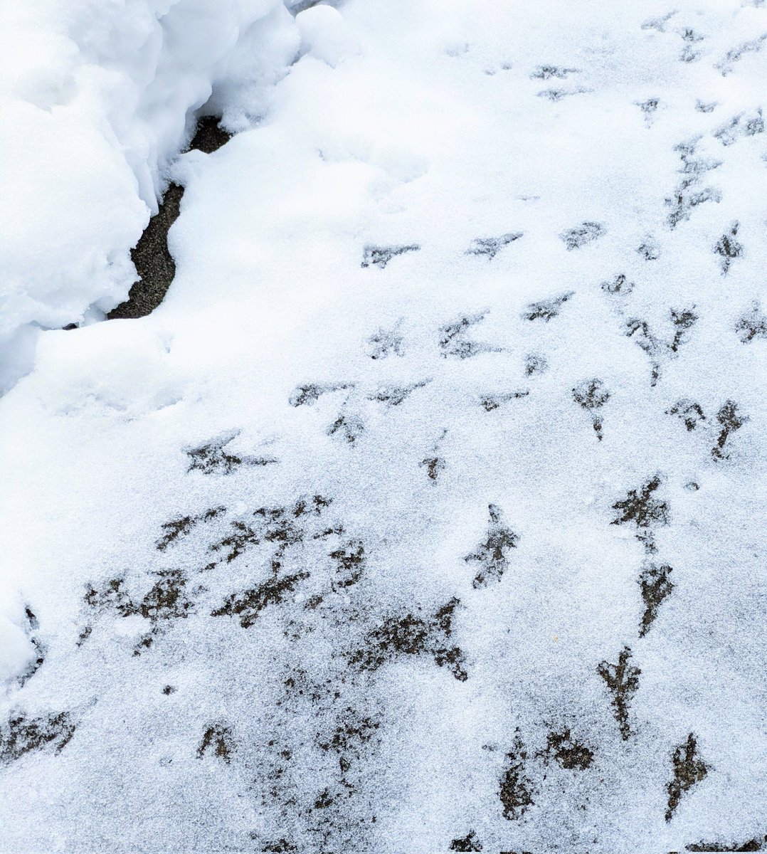 朝起きたら昨日の豆まきの豆を食べに来た鳥の足跡がありほっこり（🐦‍⬛だと思うけど）