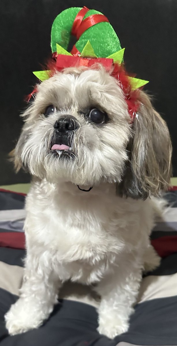 Hoy esta de cumpleaños el bb de la casa, el consentido, el que me ignora cuando le hablo, el que me saca carreras al vet, el que me gruñe cuando lo peino y me tira mordidas, el que hace lo q quiere 😂 pero que si pudiera go back in time id choose him again!!
