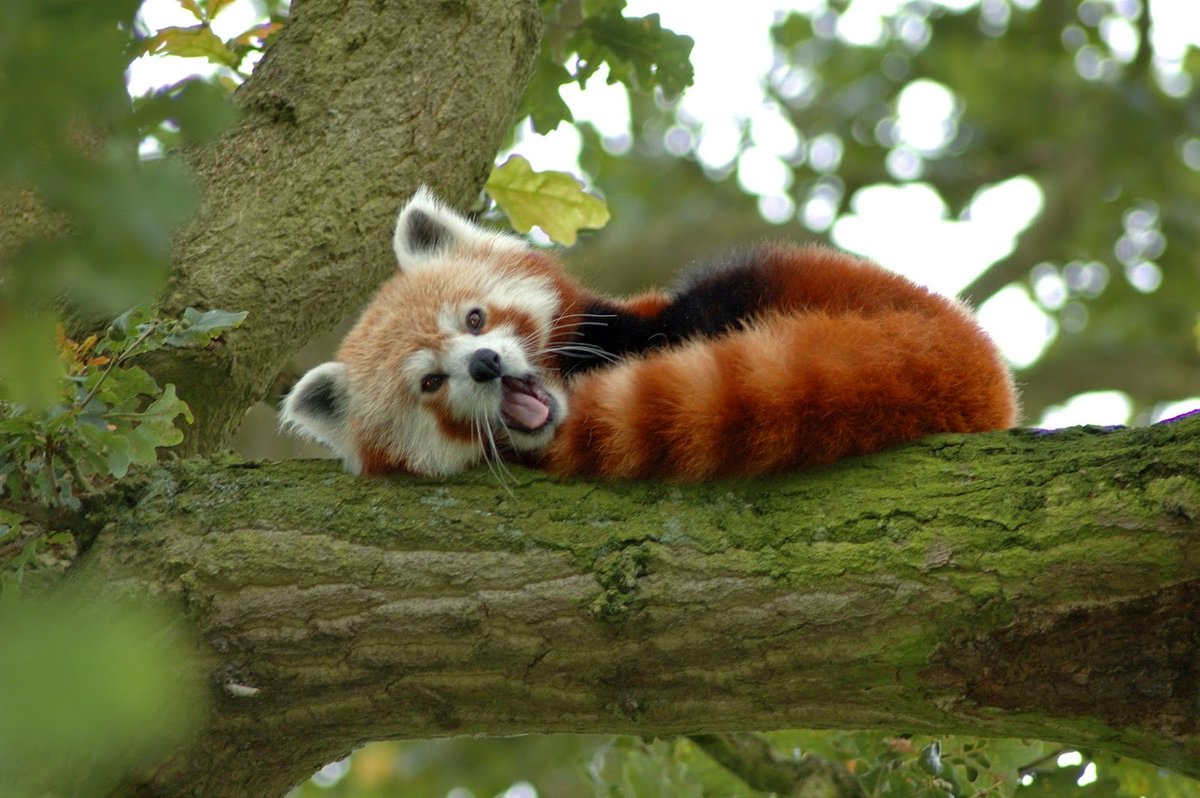 Red Panda Every Hour! tweet media