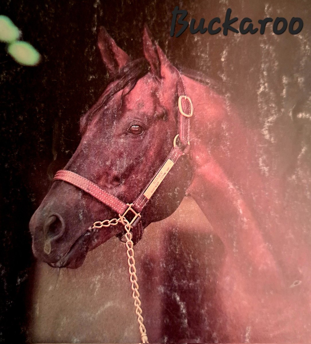 HORSERACING1002's tweet image. BUCKAROO🇺🇸1975
(BUCKPASSER  - STEPPING HIGH BY NO ROBBERY)#Buckaroo
B/O Greentree Stud (Ky) Feb 13, 1975.
18-5-5-1---$138,604
Peter Pan S G3, Saranac S G2,
2nd Dwyer S G2, Whitney S G2, 
3rd Whithers S G2, 
Stood Greentree Stud,  Happy Valley Farm,  Florida Stallion Station,
